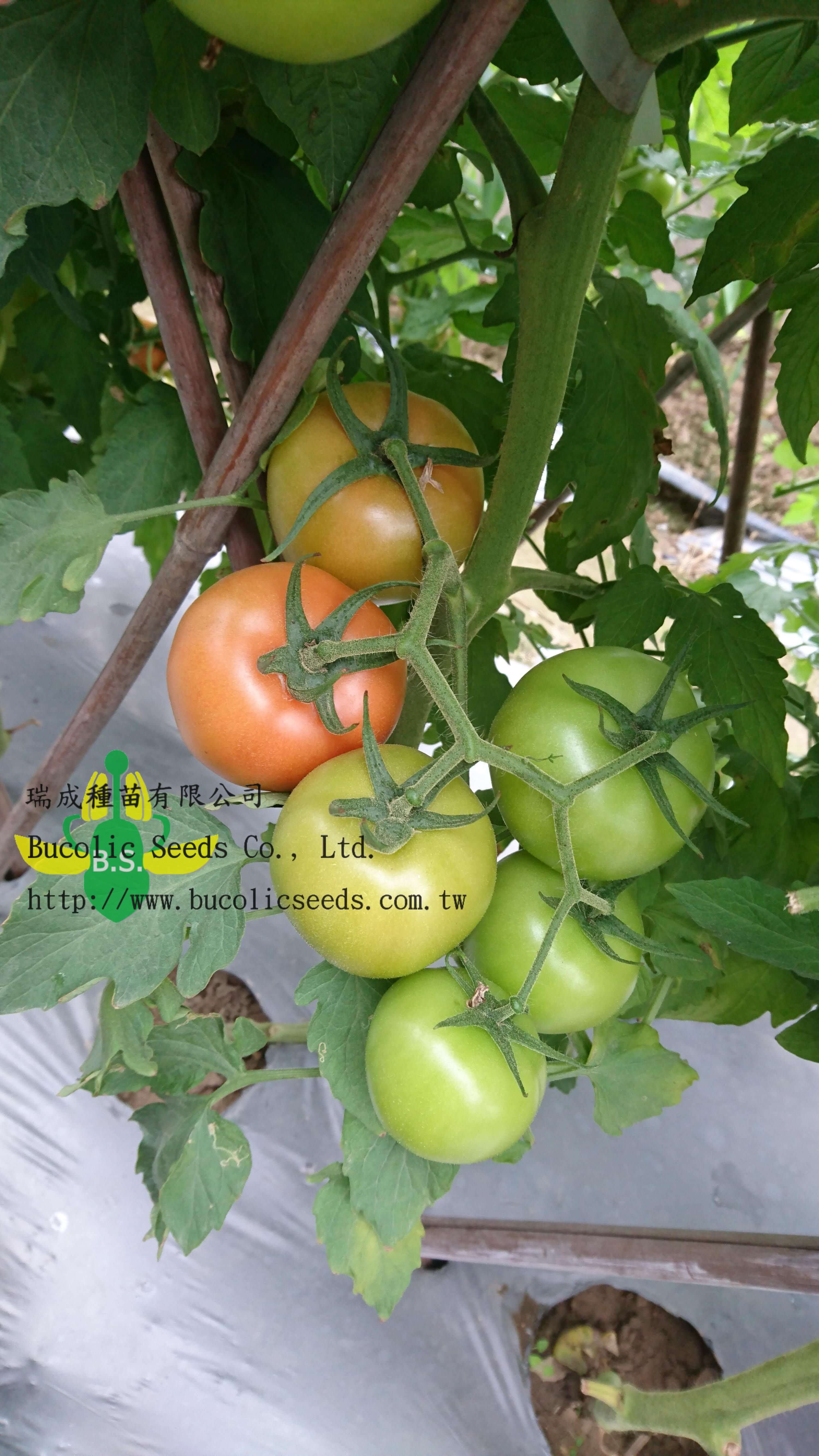Beef Steak Tomato 1603 - Beef Steak Tomato 1603 (1)